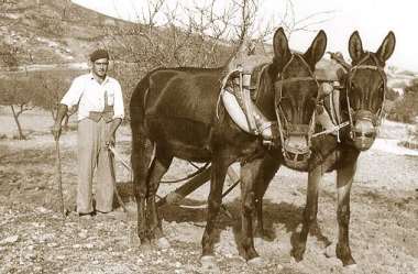 bozal MULAS con bozal