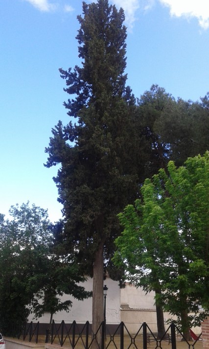 Cipres 20170511_195531.jpg
