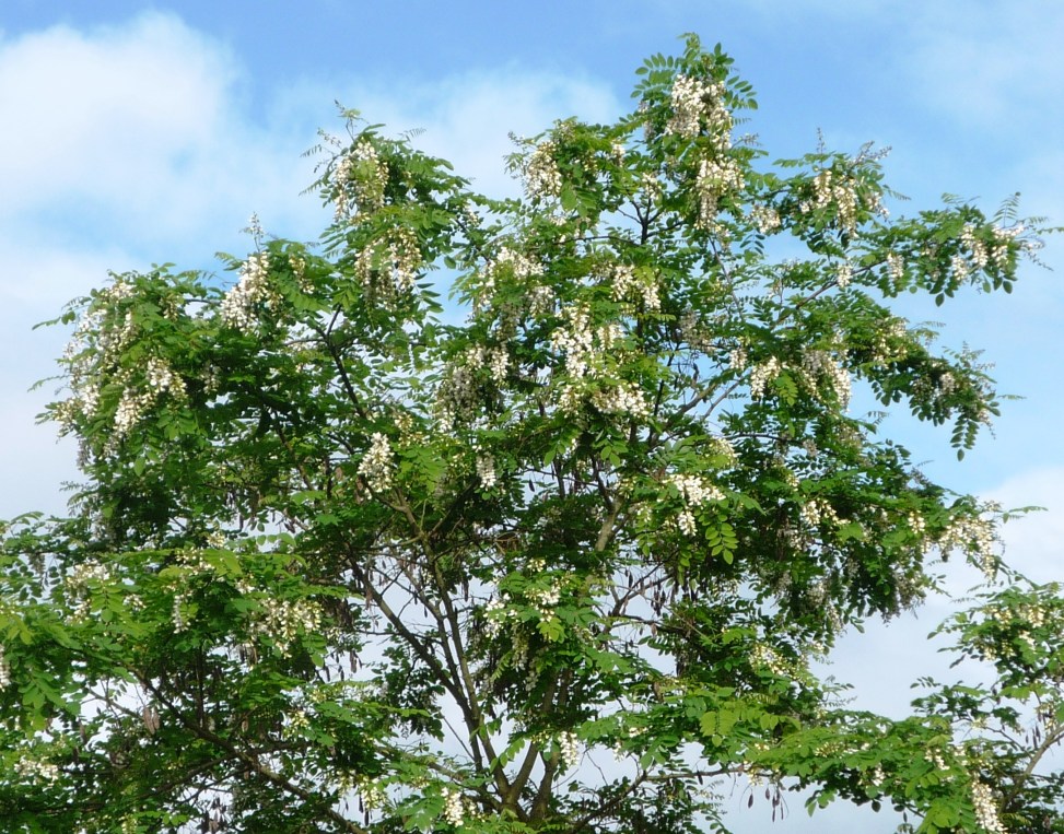 falsa acaciajune-310-007.jpg