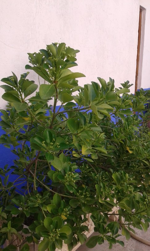 evonibus 20170601_114752