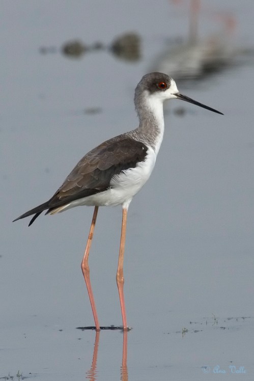 Ana_Valle Rodriguez Zancolin__1424024679