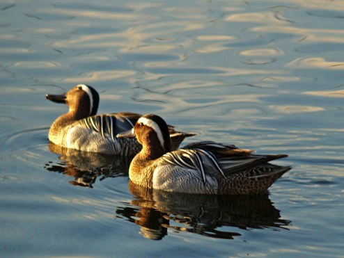 cerceta carretonas - daimiel Avistabirds Javi Hernandez