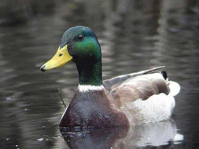 El Herrerillo.com foto de Juan Caracuel Azulon anade-real
