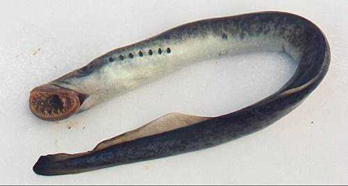 lamprea