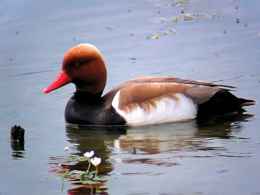 Pato colorado La cerca Periodico digital 2cad1a385491864dbcdcffcd01dc4605