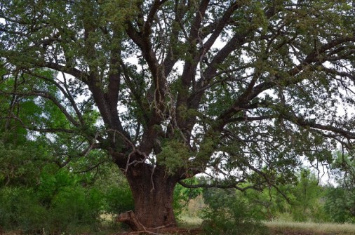 Quejigo del Guadiana (Del blog de Enrique Luengo)Mestos-11red