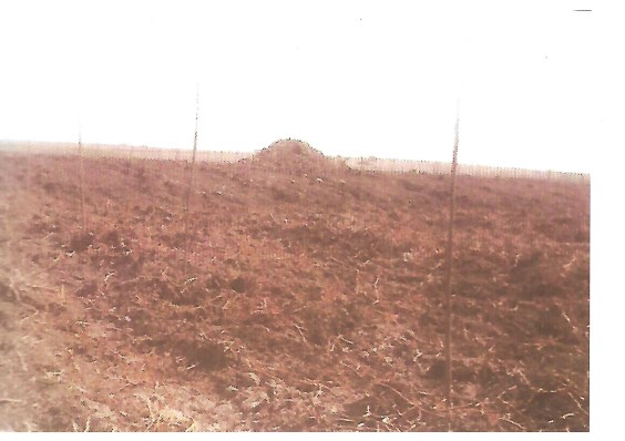 Motilla arrasada Scan.jpg