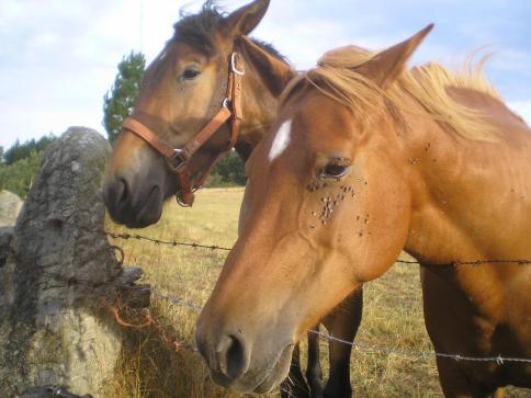 hablar de insectos Tabano-18.jpg