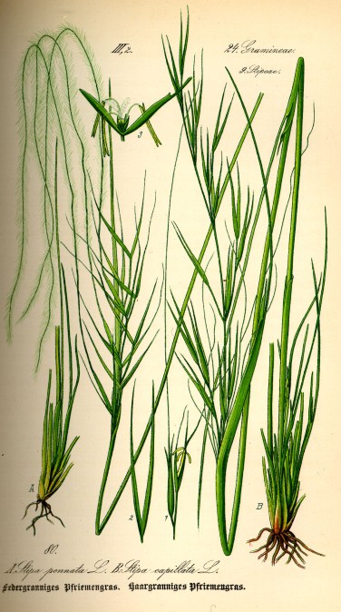 Illustration_Stipa_pennata0.jpg