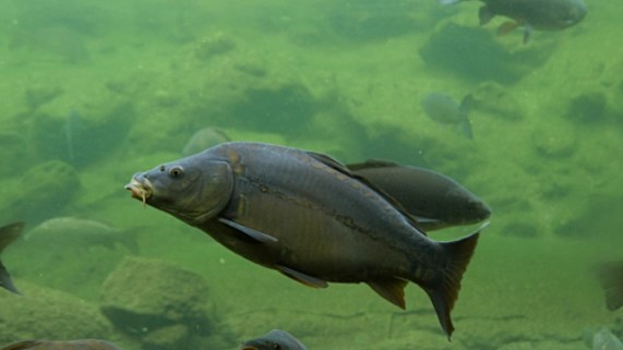 cyprinus carpio 531895182-640x640.jpg