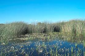 humedales images
