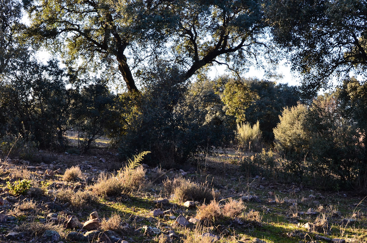 ALMANAQUE NATURAL: El Encinar Manchego Occidental